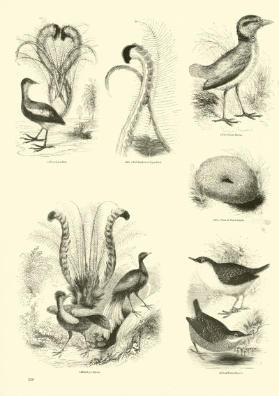 Pagina dal Museo Illustrato della Natura Animata da English School