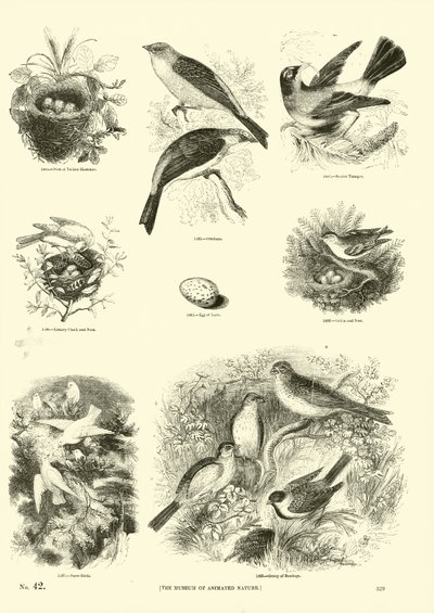 Pagina dal Museo Illustrato della Natura Animata da English School