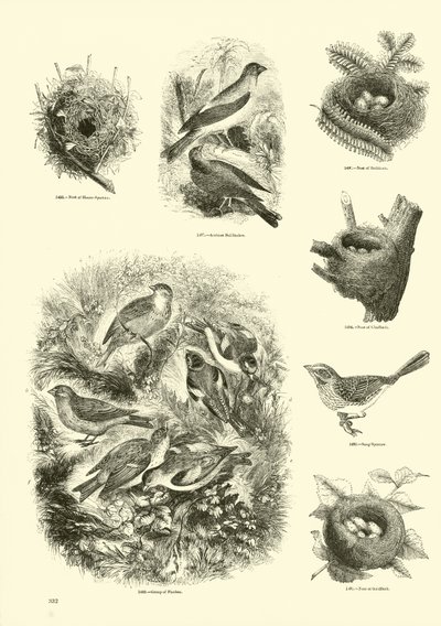 Pagina dal Museo Illustrato della Natura Animata da English School