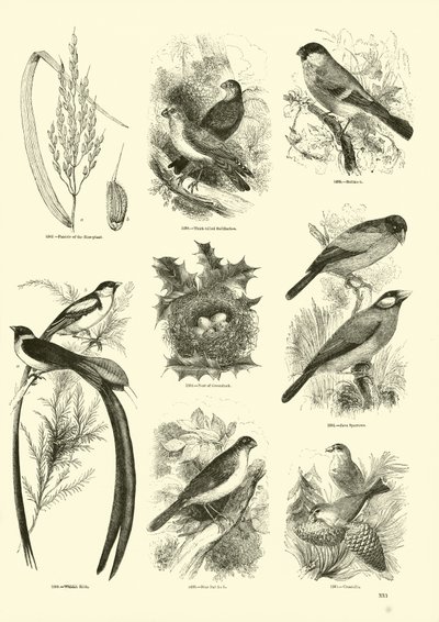 Pagina dal Museo Illustrato della Natura Animata da English School