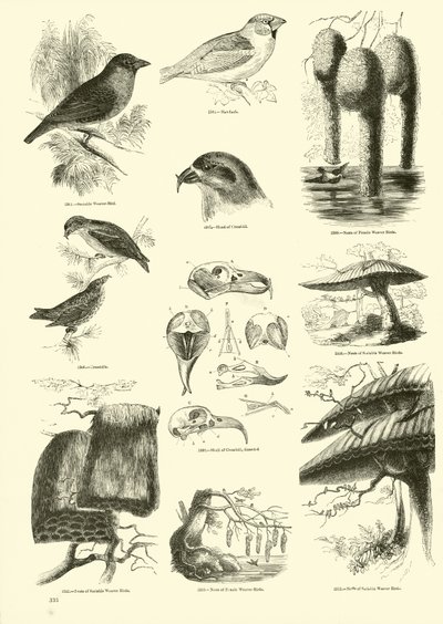 Pagina dal Museo Illustrato della Natura Animata da English School
