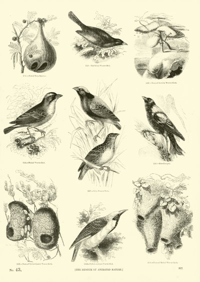 Pagina dal Museo Illustrato della Natura Animata da English School