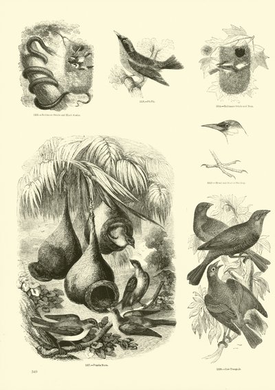 Pagina dal Museo Illustrato della Natura Animata da English School