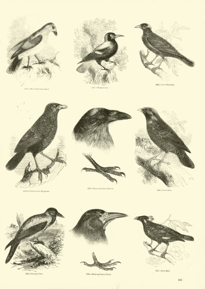 Pagina dal Museo Illustrato della Natura Animata da English School