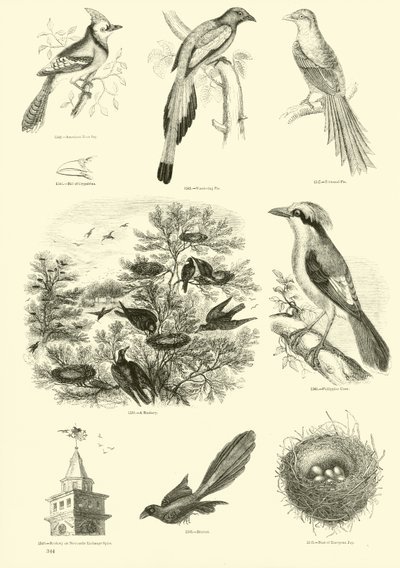 Pagina dal Museo Illustrato della Natura Animata da English School