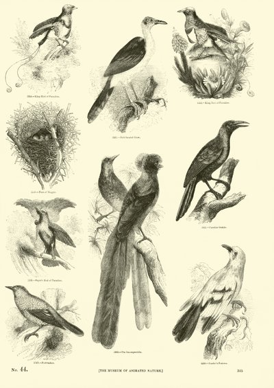 Pagina dal Museo Illustrato della Natura Animata da English School