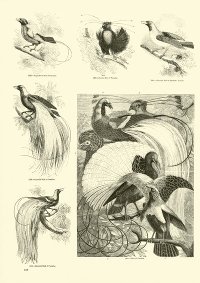 Pagina dal Museo Illustrato della Natura Animata da English School