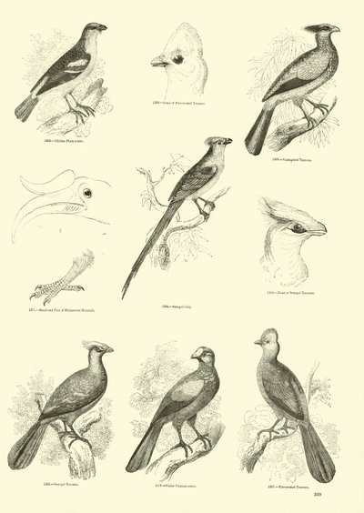 Pagina dal Museo Illustrato della Natura Animata da English School