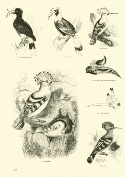 Pagina dal Museo Illustrato della Natura Animata da English School