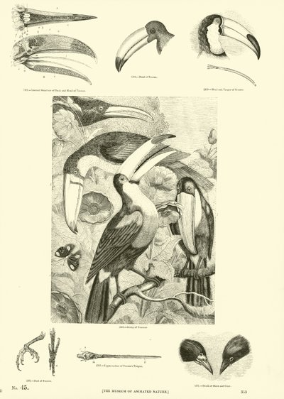 Pagina dal Museo Illustrato della Natura Animata da English School