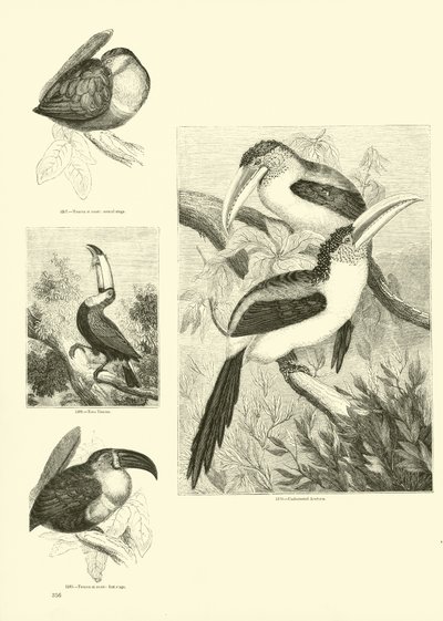 Pagina dal Museo Illustrato della Natura Animata da English School