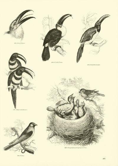 Pagina dal Museo Illustrato della Natura Animata da English School