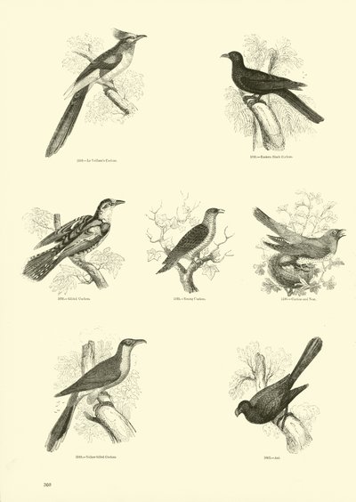 Pagina dal Museo Illustrato della Natura Animata da English School