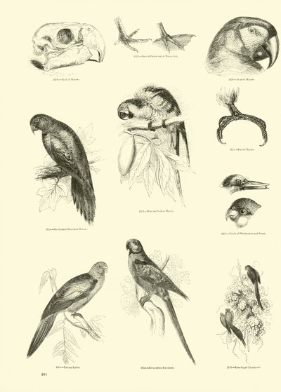 Pagina dal Museo Illustrato della Natura Animata da English School