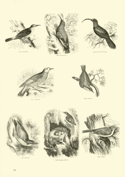 Pagina dal Museo Illustrato della Natura Animata da English School