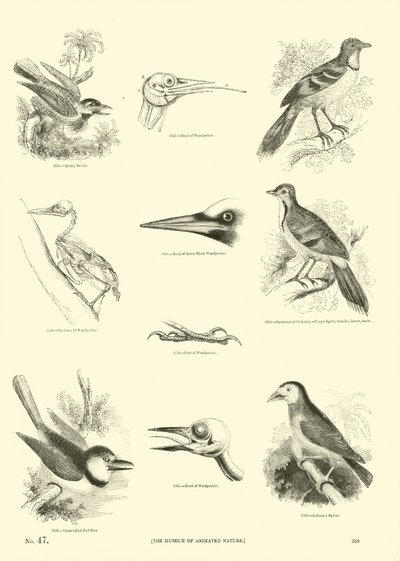 Pagina dal Museo Illustrato della Natura Animata da English School