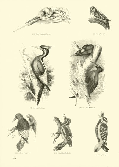 Pagina dal Museo Illustrato della Natura Animata da English School