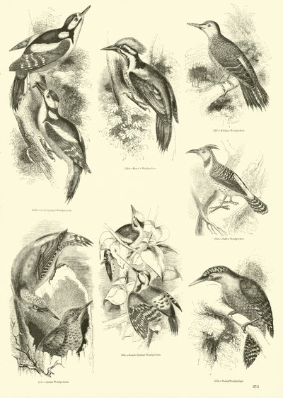 Pagina dal Museo Illustrato della Natura Animata da English School