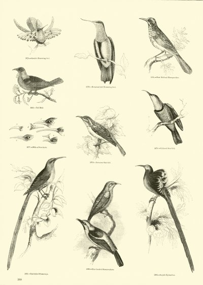 Pagina dal Museo Illustrato della Natura Animata da English School