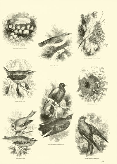Pagina dal Museo Illustrato della Natura Animata da English School
