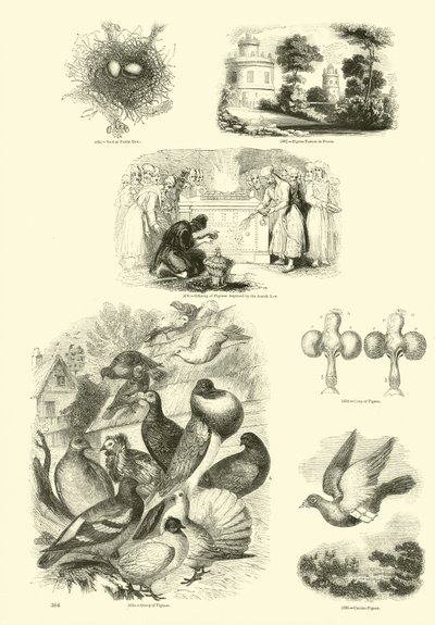 Pagina dal Museo Illustrato della Natura Animata da English School
