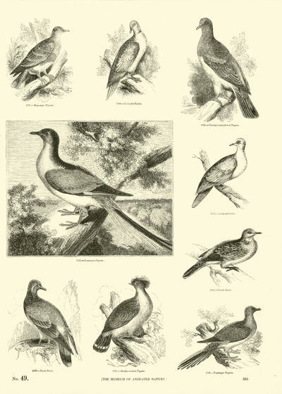 Pagina dal Museo Illustrato della Natura Animata da English School