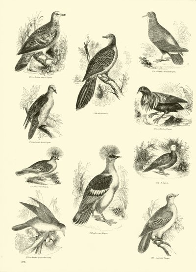 Pagina dal Museo Illustrato della Natura Animata da English School