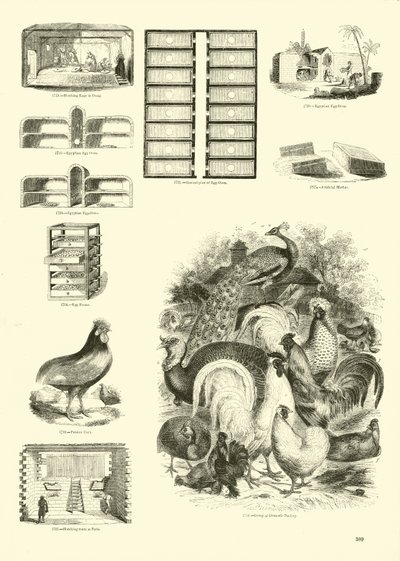 Pagina dal Museo Illustrato della Natura Animata da English School