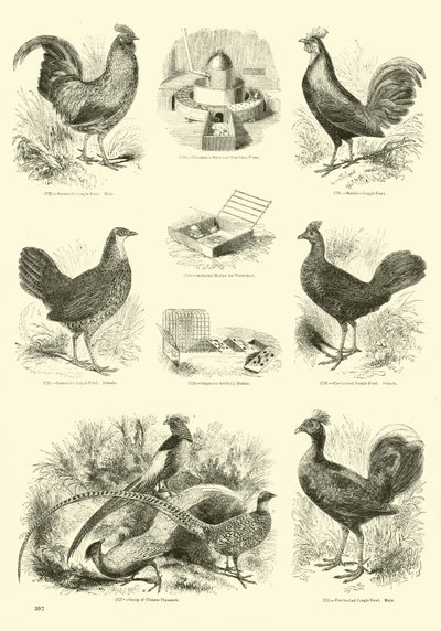 Pagina dal Museo Illustrato della Natura Animata da English School