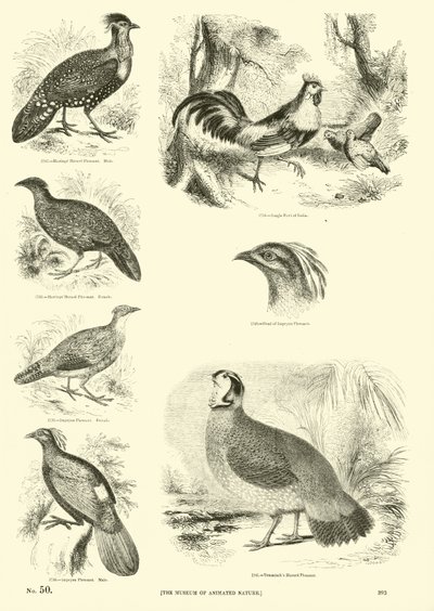Pagina dal Museo Illustrato della Natura Animata da English School