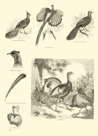 Pagina dal Museo Illustrato della Natura Animata da English School