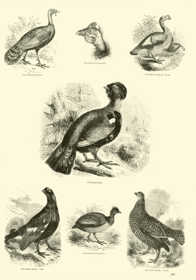 Pagina dal Museo Illustrato della Natura Animata da English School