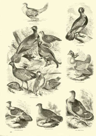 Pagina dal Museo Illustrato della Natura Animata da English School