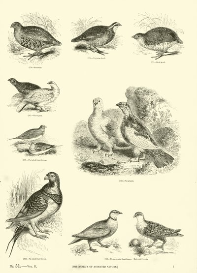 Pagina dal Museo Illustrato della Natura Animata da English School