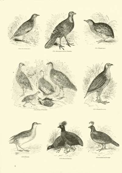 Pagina dal Museo Illustrato della Natura Animata da English School