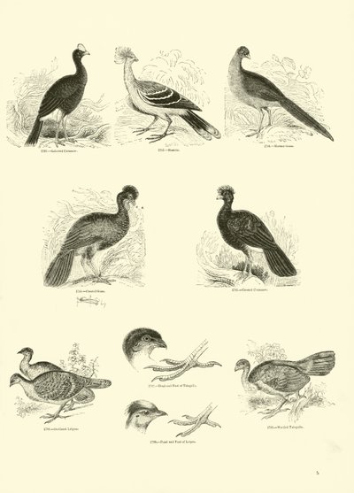 Pagina dal Museo Illustrato della Natura Animata da English School