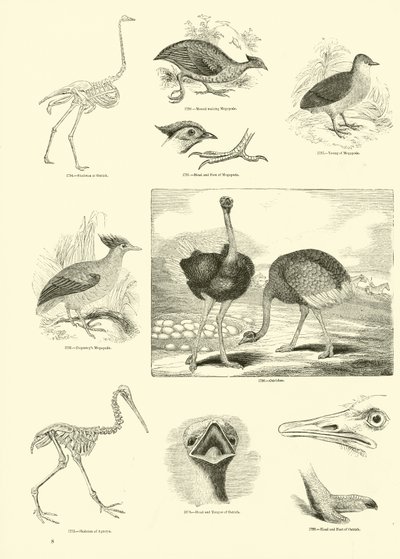 Pagina dal Museo Illustrato della Natura Animata da English School