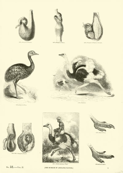 Pagina dal Museo Illustrato della Natura Animata da English School