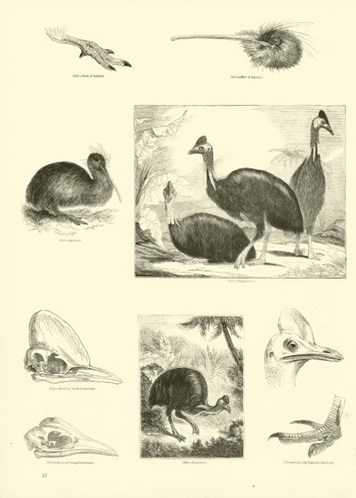 Pagina dal Museo Illustrato della Natura Animata da English School