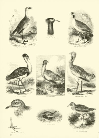 Pagina dal Museo Illustrato della Natura Animata da English School