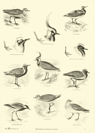Pagina dal Museo Illustrato della Natura Animata da English School