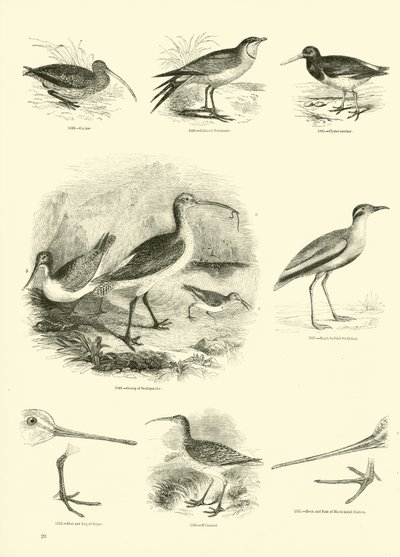 Pagina dal Museo Illustrato della Natura Animata da English School