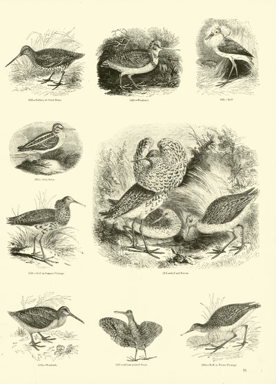 Pagina dal Museo Illustrato della Natura Animata da English School