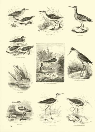 Pagina dal Museo Illustrato della Natura Animata da English School