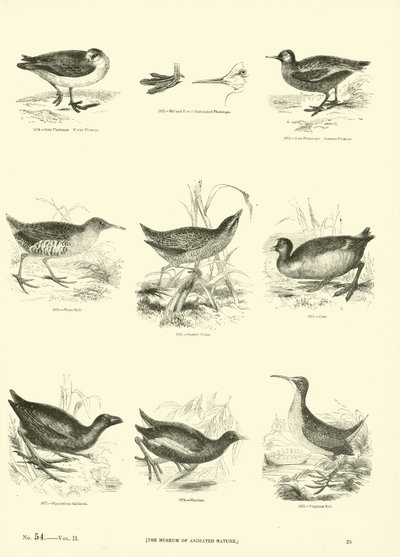 Pagina dal Museo Illustrato della Natura Animata da English School