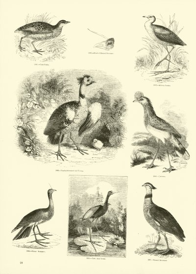 Pagina dal Museo Illustrato della Natura Animata da English School