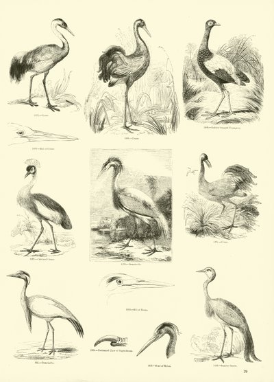 Pagina dal Museo Illustrato della Natura Animata da English School