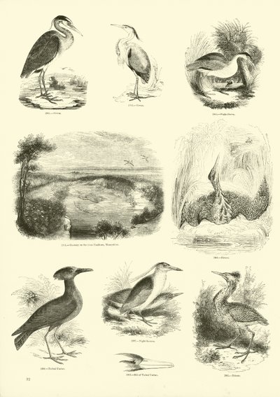 Pagina dal Museo Illustrato della Natura Animata da English School