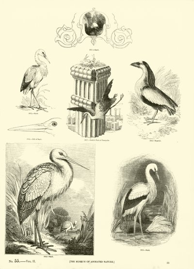 Pagina dal Museo Illustrato della Natura Animata da English School