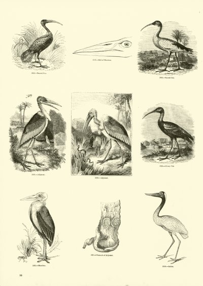 Pagina dal Museo Illustrato della Natura Animata da English School